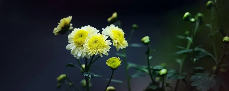 人淡如菊是什么意思,人淡如菊 出处