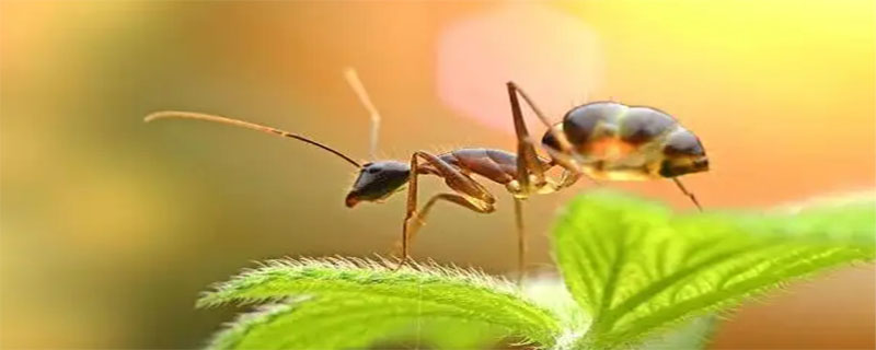 蚂蚁寿命,蚂蚁寿命最长能活多久