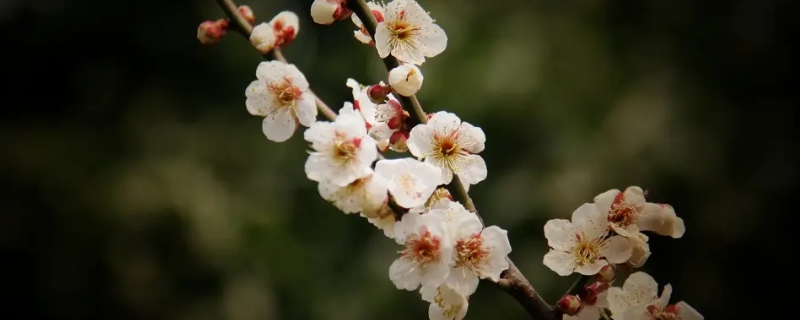 梅花的精神是指什么,梅花魂中梅花的精神是指什么