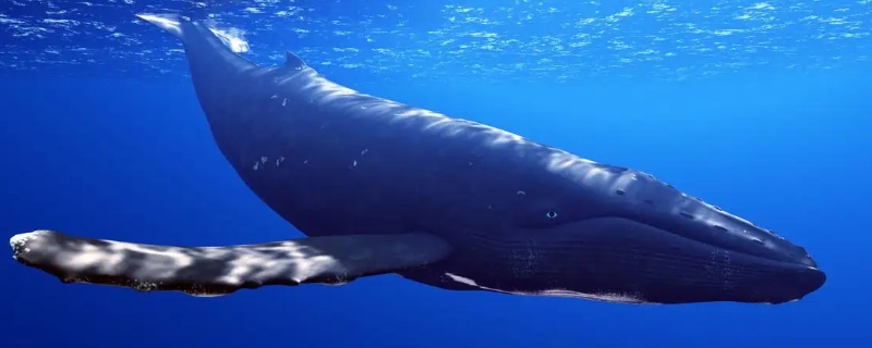 蓝鲸有多大,世界上最大的蓝鲸有多大