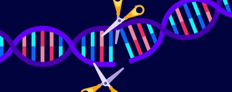 基因工程的主要应用在哪些方面,基因工程的应用意义是什么