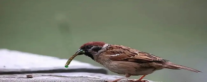 麻雀是国家保护动物吗