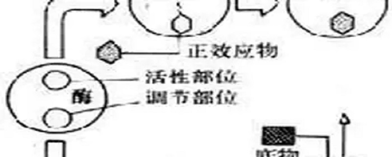 别构调节放大效应是什么意思