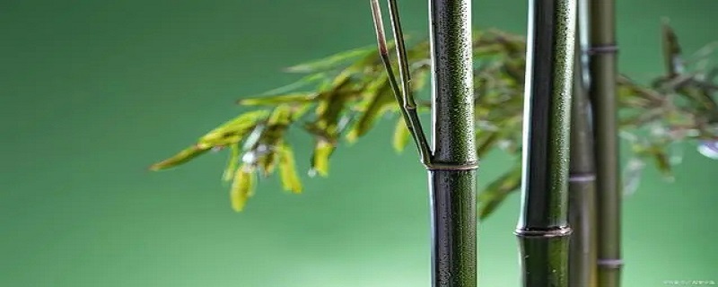 竹子象征,竹子象征的品质