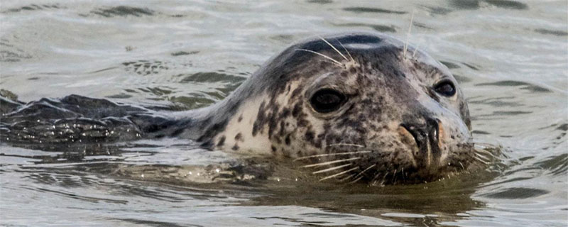 seal是什么动物,sea lion是什么动物