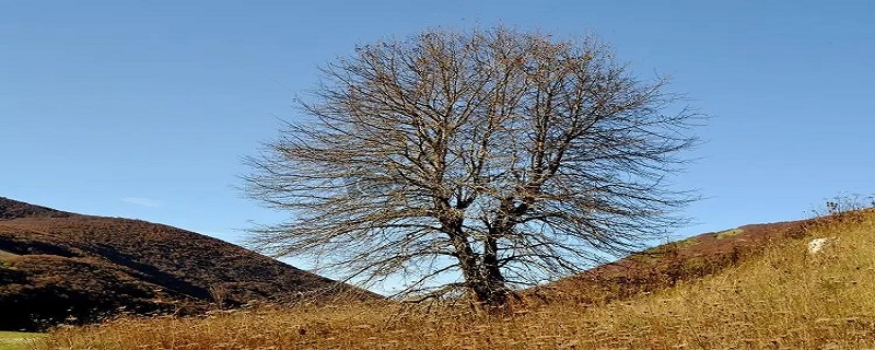 介绍树木的一段话