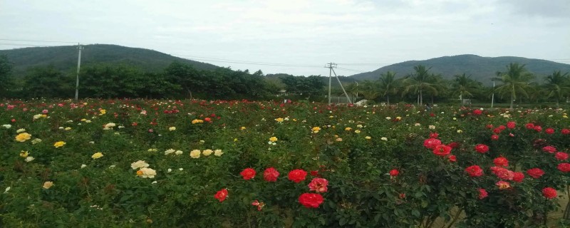 芈月山玫瑰谷在哪个省