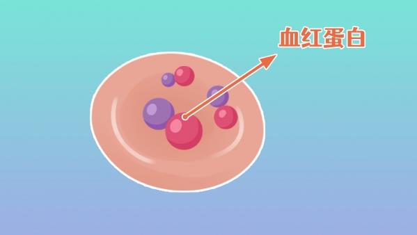 血红蛋白浓度偏高原因及调节食物推荐