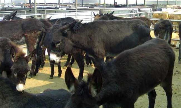 肉驴养殖场地建设方法与育肥技术要点