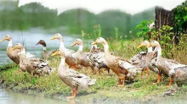 鸭的生物学特性及其生活习性