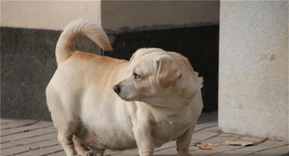 为什么要给幼犬补喂饲料