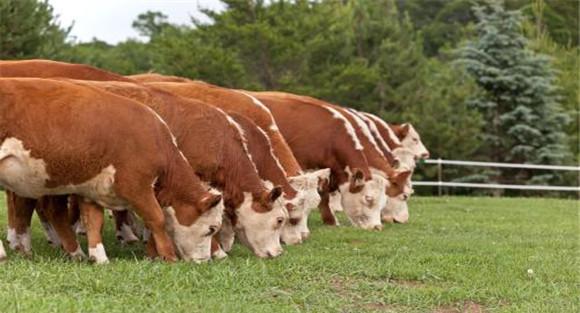 肉牛育肥技术：肉牛的后期集中育肥法