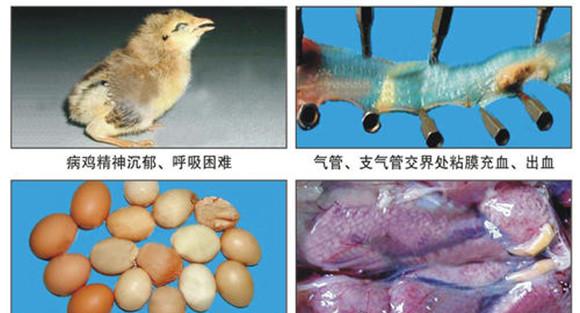 鸡传染性支气管炎治疗方法与预防要点