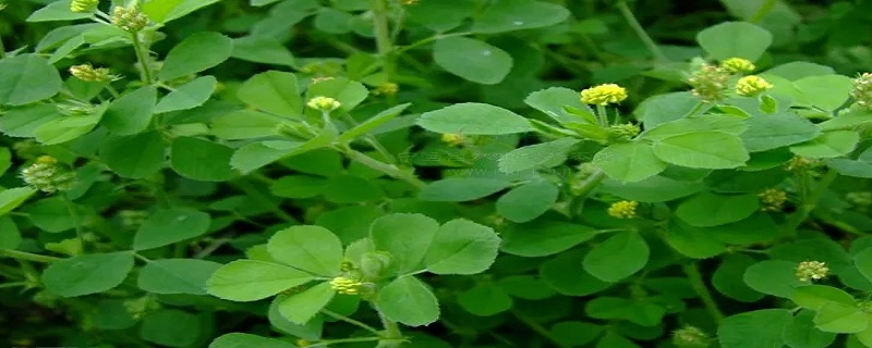 紫花苜蓿与苜蓿草区别