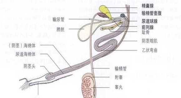 公牛的生殖器有多长