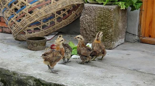 芦丁鸡的生活习性