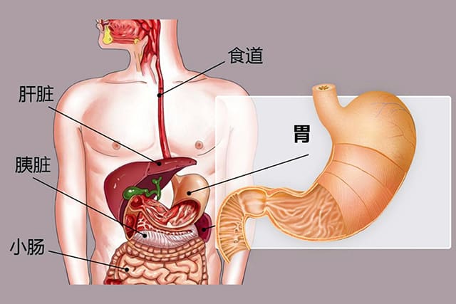 胃在身体的具体位置在哪