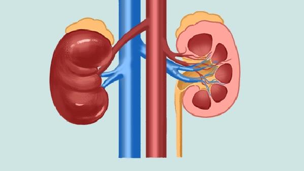 肾亏的症状与治疗方法，如何调理肾脏健康
