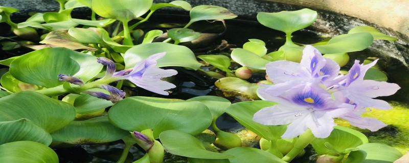 水葫芦别名