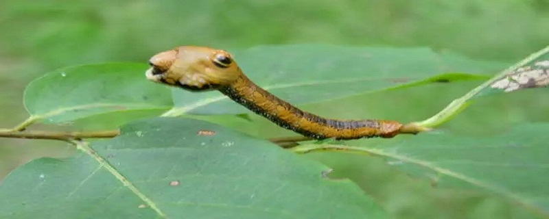 冻死鬼虫子学名