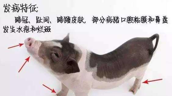 猪水疱病的治疗方法