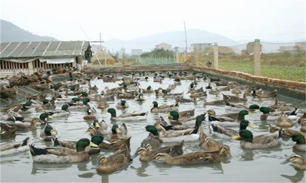 野鸭该如何饲养