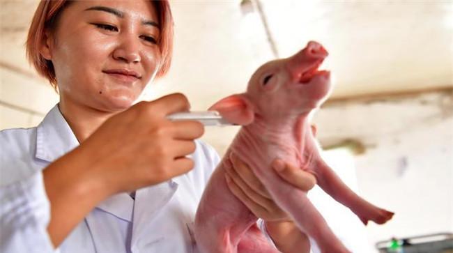 炎热季节如何防控猪高热病