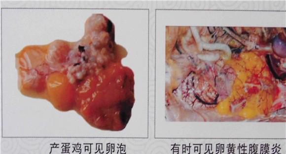 鸡传染性鼻炎的症状及治疗方法