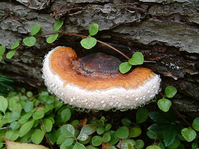 松树层孔菌，学名Phellinus pini (Fr.) Quél.