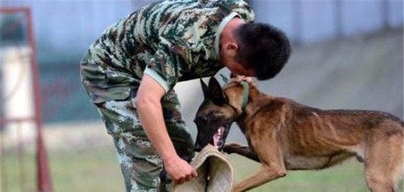 训犬应遵循什么样的基本原则