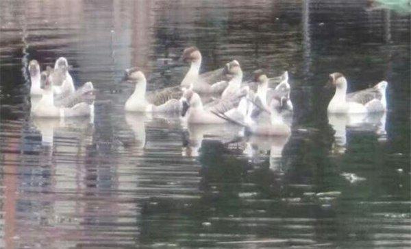 鹅怕雨水淋吗?