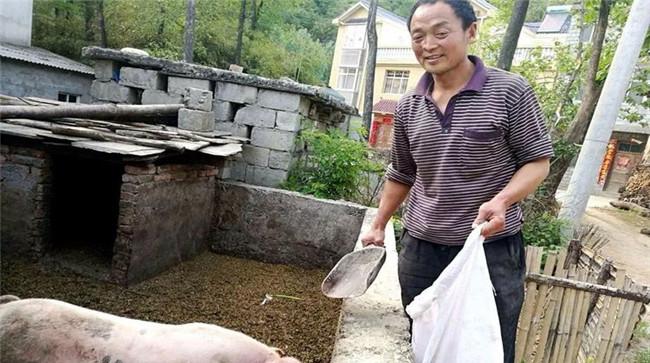 农村庭院养猪的优势与好处