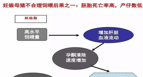 妊娠母猪胚胎死亡的原因