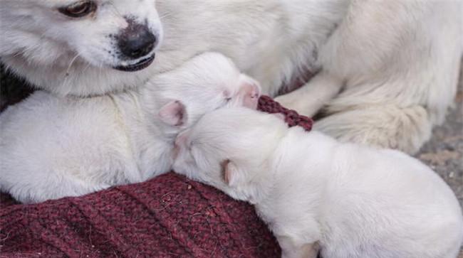 怎样照料刚买来的幼犬、让幼犬尽快熟悉新环境