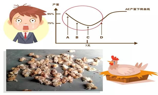 养鸡要知道什么是产蛋曲线和标准产蛋曲线