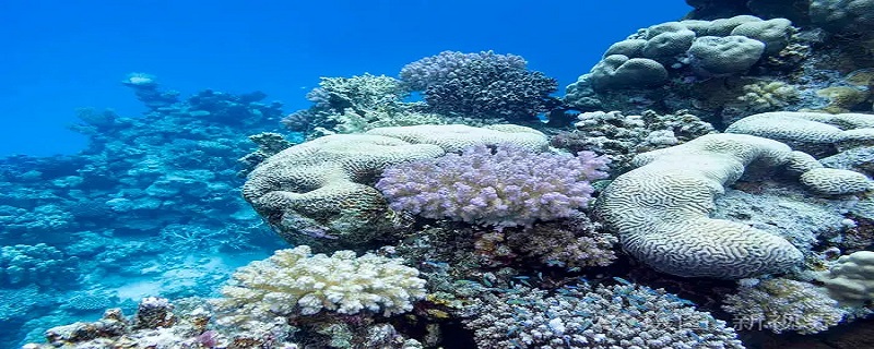 海洋和陆地哪个面积大