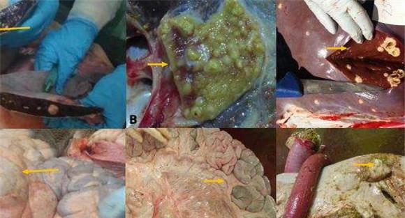 牛结核病的剖检