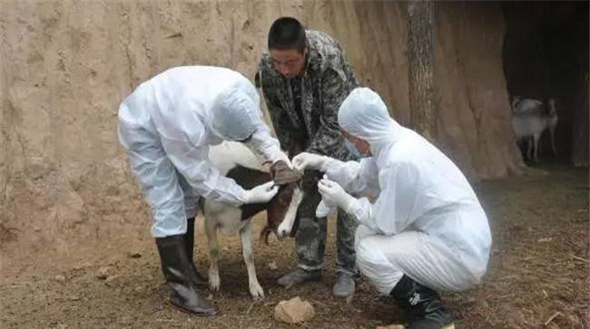 家畜流产的发病原因是什么