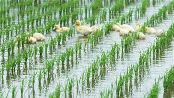 稻田养鸭技术要点