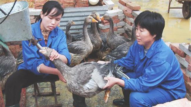 鸭子的填饲方法和注意事项