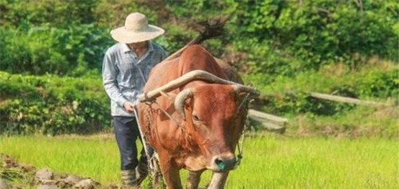 役牛的饲养技术要点