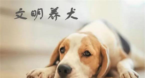 搞好犬体卫生