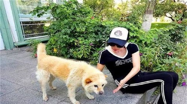 怎样喂养妊娠犬、哺乳犬