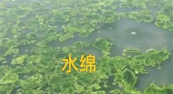 如何清除和控制水绵、水网藻和湖靛等敌害生物