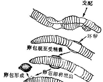 蚯蚓内部构造分哪些系统