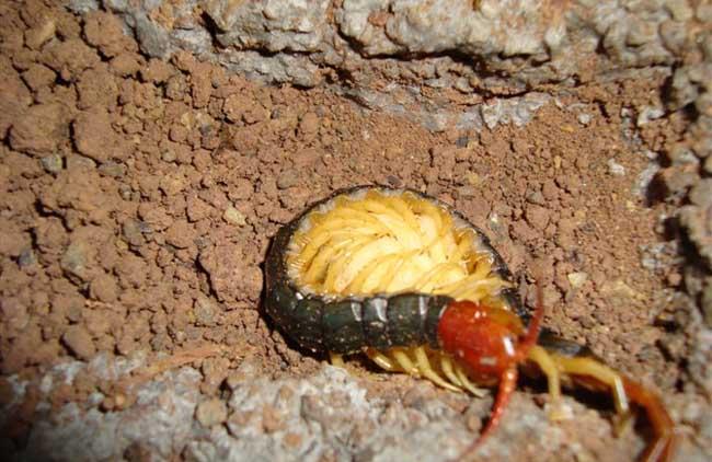 蜈蚣饲养方法