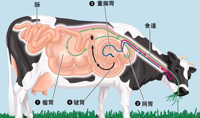 牛反刍的过程知多少