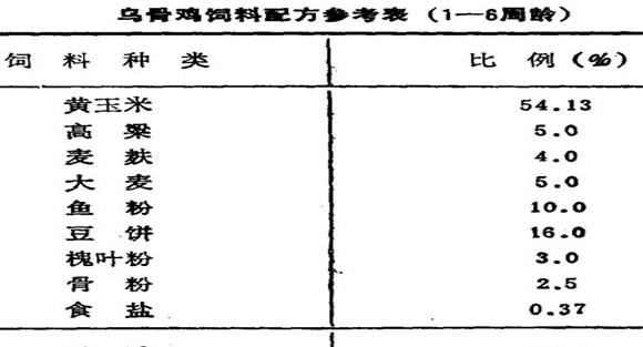 怎样饲养商品乌骨鸡