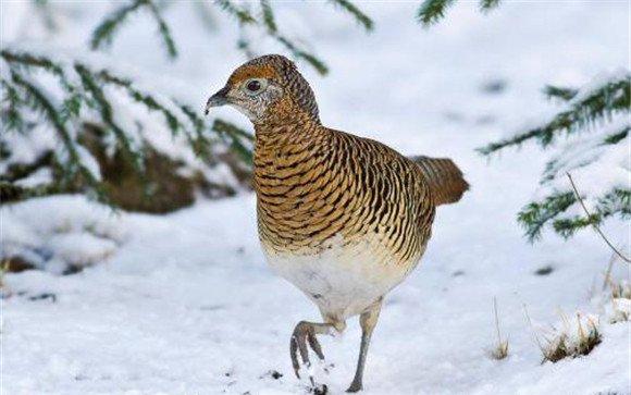 天山雪鸡的饲养管理