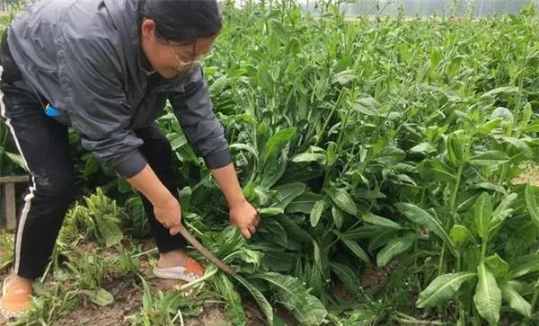 种植青饲料